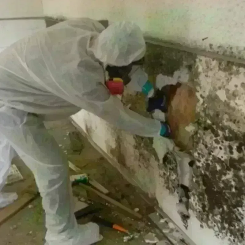 Mold Remediation and Removal in Grandview Plaza, KS